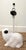 Jean Rogers style hobnail frog lamp. Double socket to hold two bulbs. Frog itself measures 9" x 7" x 6"H. Dimensions 9ʺW ×...