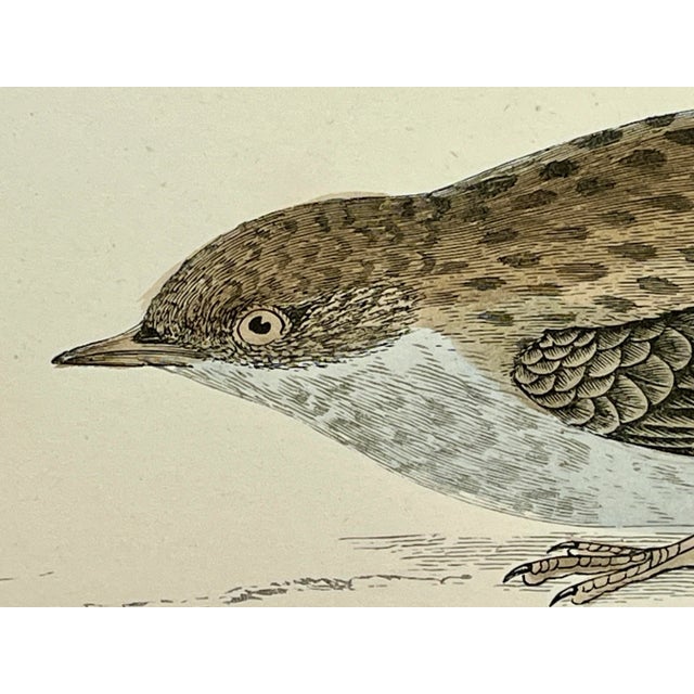 Antique Hand Tinted Bird Print From England Featuring a Brown & Tan Dunnock - Circa 1888 For Sale - Image 4 of 11