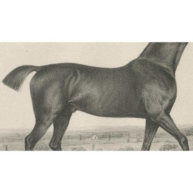 After Chalon, Thoroughbred Stallion Selim, Arabian Bloodlines, 1840, Lithograph For Sale - Image 7 of 9