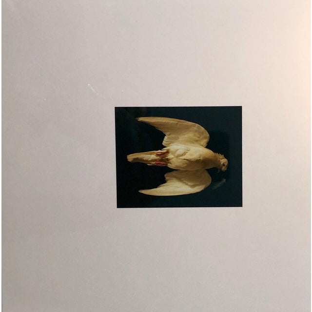 Brenda Zlamany, Birds, Cibachrome Photograph Print, Signed Conceptual Art For Sale - Image 4 of 5