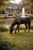 2000 - 2009 Bronze Grazing Horse Garden Sculpture For Sale - Image 5 of 17