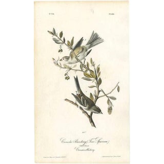 Audubon, Bird Illustration of the Canada Bunting, 1840, Print For Sale