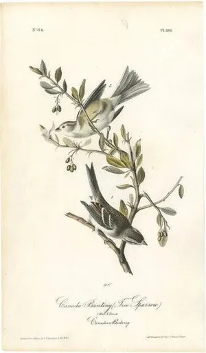 Audubon, Bird Illustration of the Canada Bunting, 1840, Print
