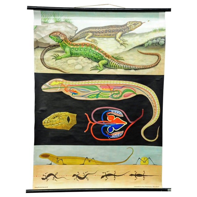 Black Amphibians Sand Lizard Lacerta Agilis Wallchart Art Print by Jung Koch Quentell For Sale - Image 8 of 8