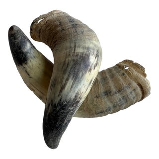 Deocrative Vintage Horns For Sale