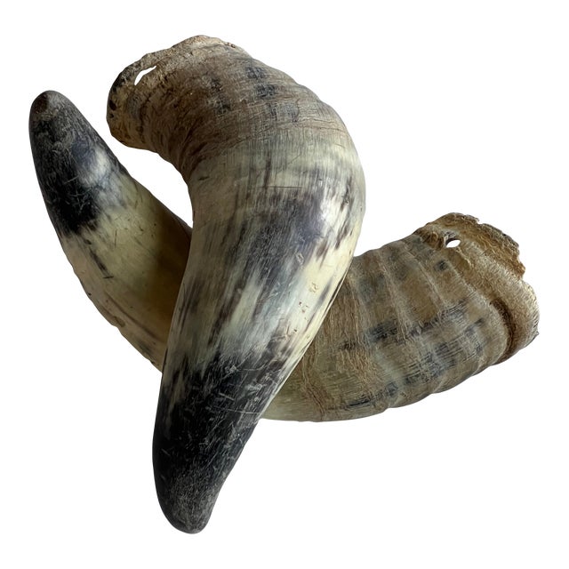 Deocrative Vintage Horns For Sale