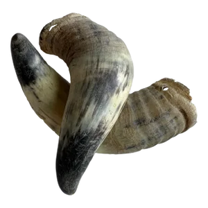 Deocrative Vintage Horns