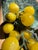 Bring a vibrant pop of retro charm to your space with this vintage 1960s Italian alabaster grape cluster. Highly...