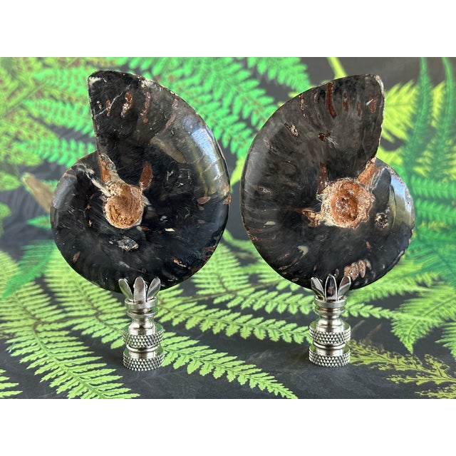 2020s Split Ammonite Fossil Lamp Finials on Chrome Hardware - a Pair For Sale - Image 5 of 6