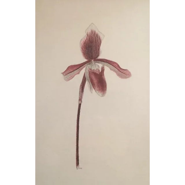 Watercolor Botanical Painting of a Lady Slipper Orchid 1940's For Sale - Image 11 of 12