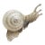Vintage Italian Handmade Genuine Silver Life Size Snail Solid Figurine, Made in Vicenza (Vi, Italy) For Sale