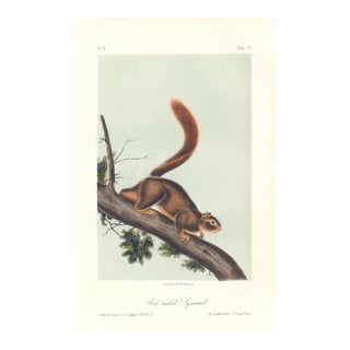 1851 Audubon Quadruped Octavo Lithograph "Plate 55 Red-Tailed Squirrel" For Sale