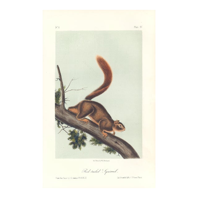 1851 Audubon Quadruped Octavo Lithograph "Plate 55 Red-Tailed Squirrel" For Sale