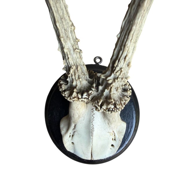Roe Deer Trophy 208, Black Forest Antlers For Sale - Image 4 of 5