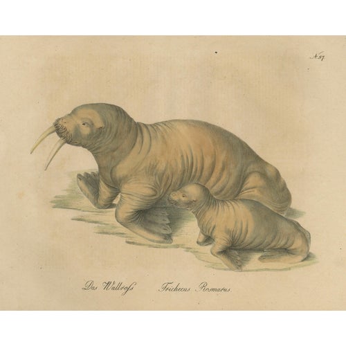 Karl Joseph Brodtmann, Walrus, 1816, Lithograph For Sale