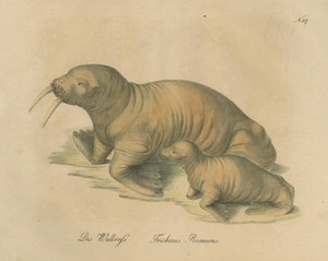 Karl Joseph Brodtmann, Walrus, 1816, Lithograph