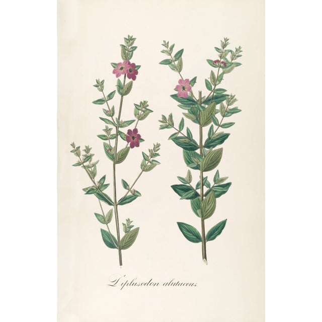 Antique Botanical Set of 6, Early 19th Century Reproduction Prints For Sale - Image 4 of 10