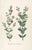 Antique Botanical Set of 6, Early 19th Century Reproduction Prints For Sale - Image 4 of 10