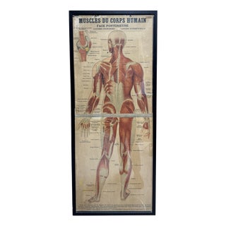 Large Framed Vintage French Muscular System Anatomy Poster For Sale