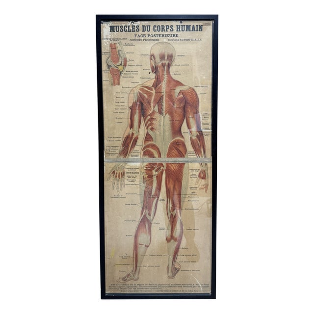 Large Framed Vintage French Muscular System Anatomy Poster For Sale
