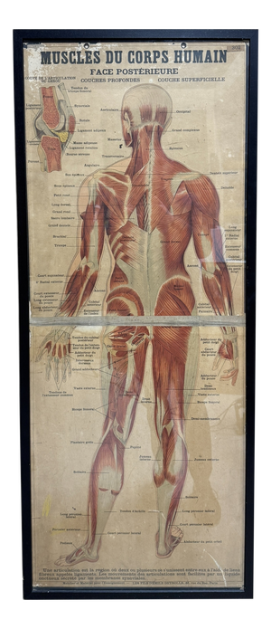 Large Framed Vintage French Muscular System Anatomy Poster