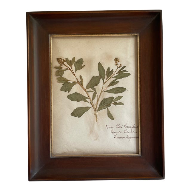 Antique Swedish Herbarium - Sweet Mignonette, Circa Late 19th Century For Sale