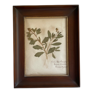 Antique Swedish Herbarium - Sweet Mignonette, Circa Late 19th Century