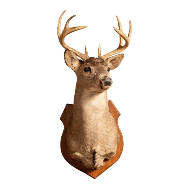 Whitetail Deer Buck Taxidermy Shoulder Mount For Sale