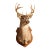 Whitetail Deer Buck Taxidermy Shoulder Mount For Sale