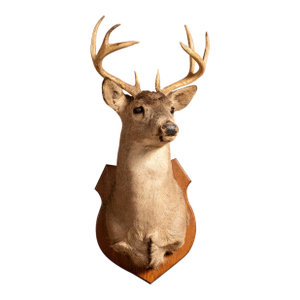 Whitetail Deer Buck Taxidermy Shoulder Mount