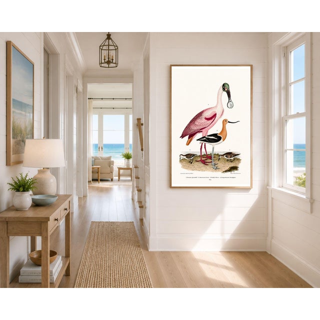Roseate Spoonbill & Shorebirds, Vintage Natural History Art Print Reproduction, 16" X 24" For Sale - Image 9 of 12
