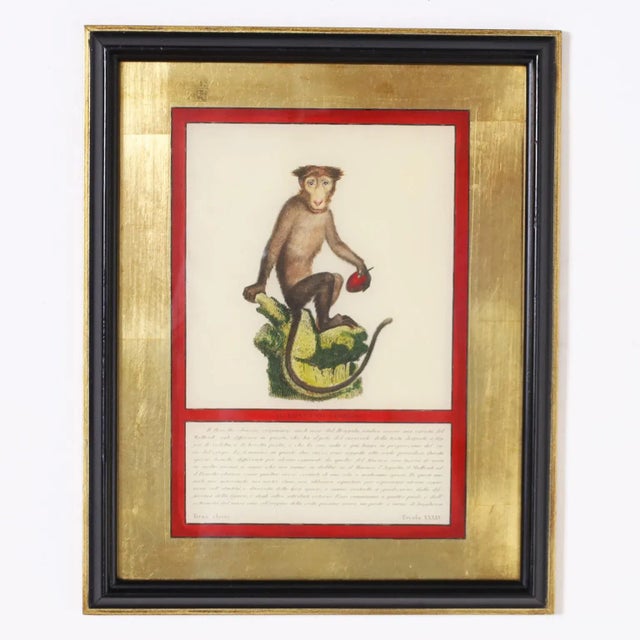 Set of Four Hand Colored Monkey Prints For Sale - Image 4 of 10