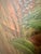 Wood Vintage Boho Bamboo Parrot Painting, Illegible Signature, Framed 48” X 36 - Signed Unknown Artist For Sale - Image 7 of 12