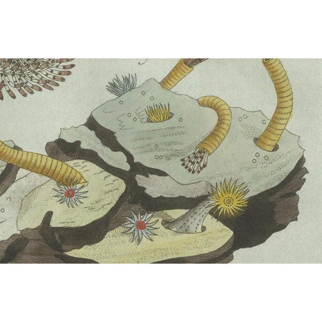 Early 19th Century Bertuch, Marine Worms and Polyps, 1805, Engraving For Sale - Image 5 of 9