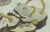 Early 19th Century Bertuch, Marine Worms and Polyps, 1805, Engraving For Sale - Image 5 of 9