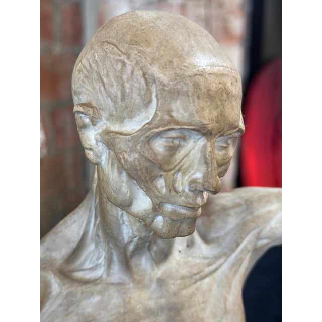 White Anatomical Cast, Italy 90s For Sale - Image 8 of 12