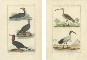 Buffon, Bird Illustrations, 1780, Hand-Colored Prints, Set of 2