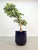 Black Round Planter on Wheels by Anna Castelli for Kartell, 1970s For Sale - Image 6 of 9