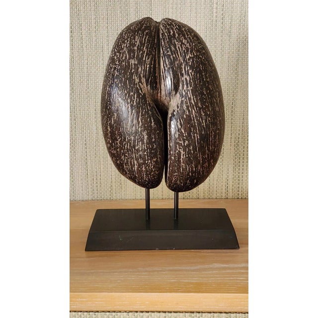 Unusual Coco de Mer with its iconic form perfectly undecorated. Found on the Seychelles archipelago and presented on a...