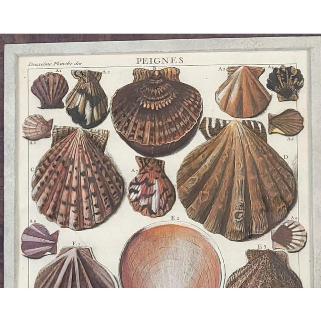 Paper Set of Four 18th-Century Hand-Colored Shell Engravings For Sale - Image 7 of 9