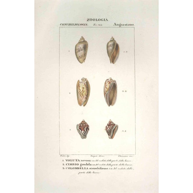 Pierre Jean François Turpin, Angiostomatidae, Etching, 1831 For Sale - Image 3 of 3
