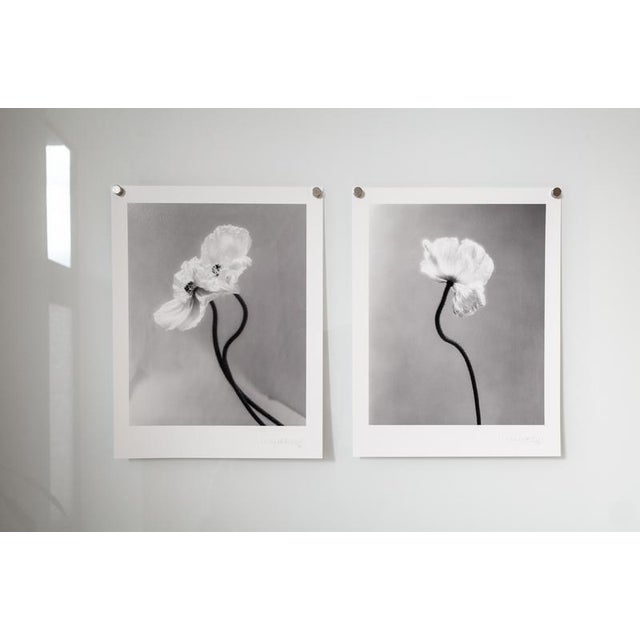 Coupled Poppies and Poppy no.3 Floral Photography 8x10 2023 For Sale - Image 4 of 7