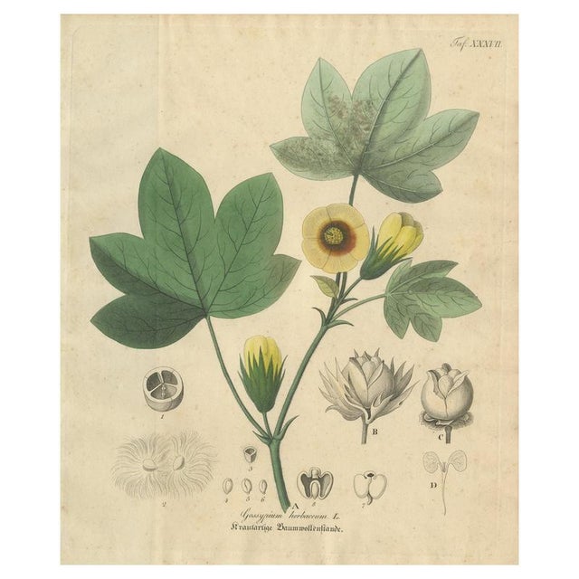 Gossypium Herbaceum, 1831, Paper For Sale - Image 10 of 10