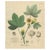 Gossypium Herbaceum, 1831, Paper For Sale - Image 10 of 10