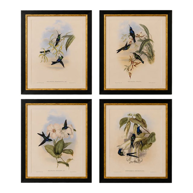 1990s Framed Prints, Set of 4, Swallow-Tail, Refulgent Wood Nymph, Black-Banded Wood Nymph, Blue-Crowned Wood Nymph Hummingbird Hill House Editions For Sale