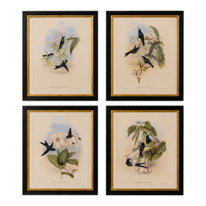 1990s Framed Prints, Set of 4, Swallow-Tail, Refulgent Wood Nymph, Black-Banded Wood Nymph, Blue-Crowned Wood Nymph Hummingbird Hill House Editions