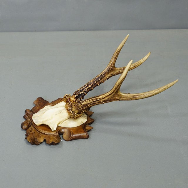 Wood Antique Collection of Six Roe Deer Trophies, Germany Ca. 1890s / 1900s For Sale - Image 7 of 10