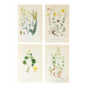Set of 4 Antique Swedish Botanical Prints | Yellow & Green Wildflowers