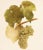 1900 - 1909 1900s U. P. Hedrick, Original Antique Photogravure of Elvira Grapes For Sale - Image 5 of 7