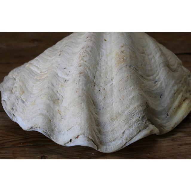 Set of 5 Large Natural Nautical Seashells | Coastal Beach House Decor | Organic Sculptural Display For Sale - Image 14 of 18